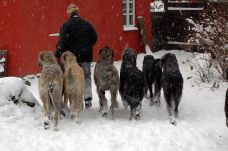 Dogs in Snow