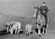 Pernille on Horseback with Hounds, 1980s