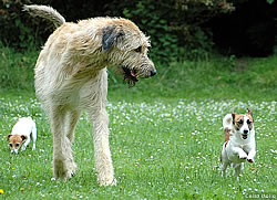 The smaller the breed - the better the general  longevity