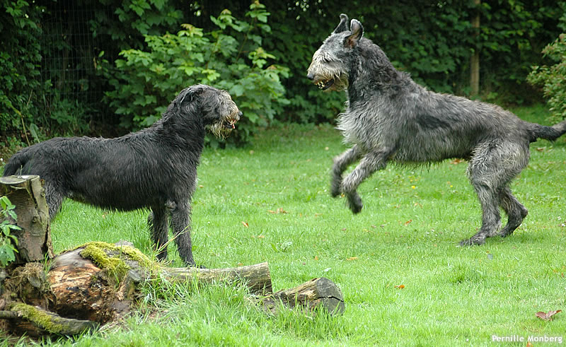 Wolfhouse Irish Wolfhounds