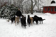 Dogs in Snow
